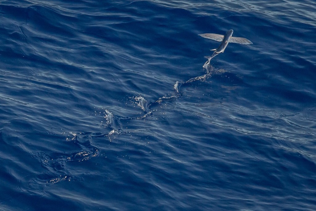 photo of a flying fish